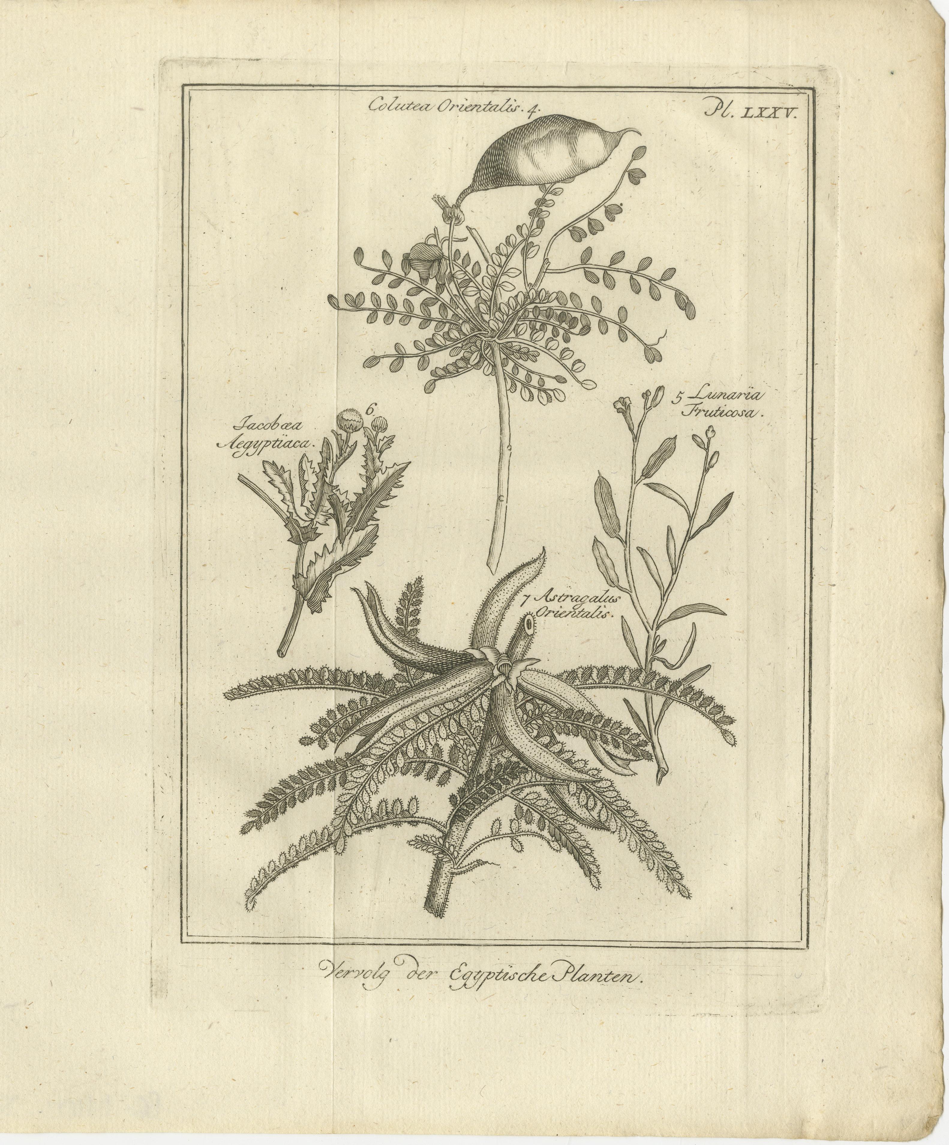 Gravé Plantes égyptiennes - Études botaniques de la flore d'Égypte, C.I.C. en vente