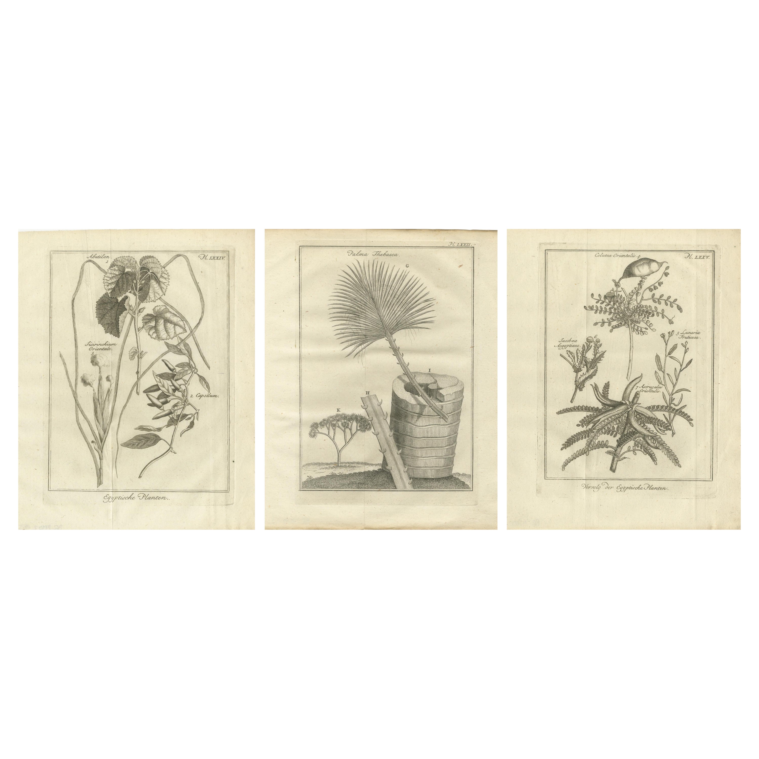Plantes égyptiennes - Études botaniques de la flore d'Égypte, C.I.C.