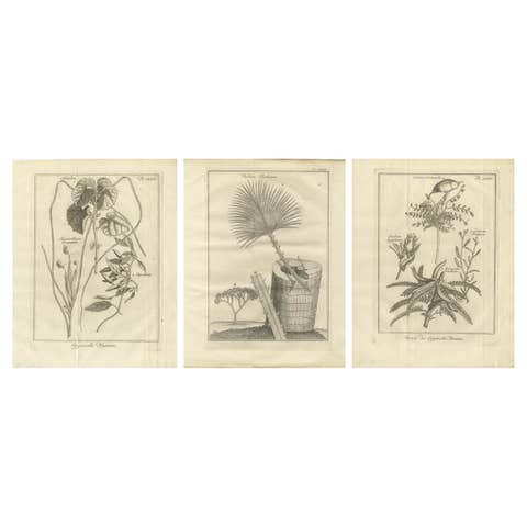 Egyptian Plants – Botanical Studies of Flora from Egypt, c.1776