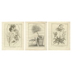 Plantes égyptiennes - Études botaniques de la flore d'Égypte, C.I.C.