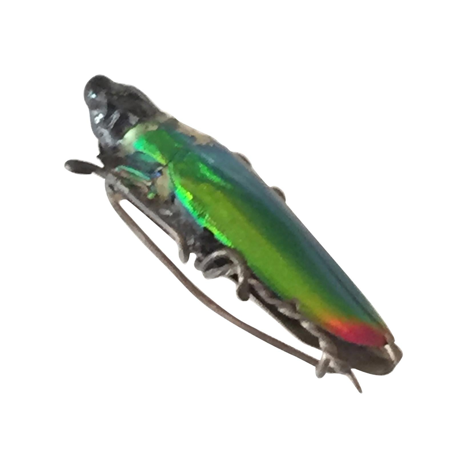 Egyptian Revival Beetle Brooch, circa 1900 For Sale