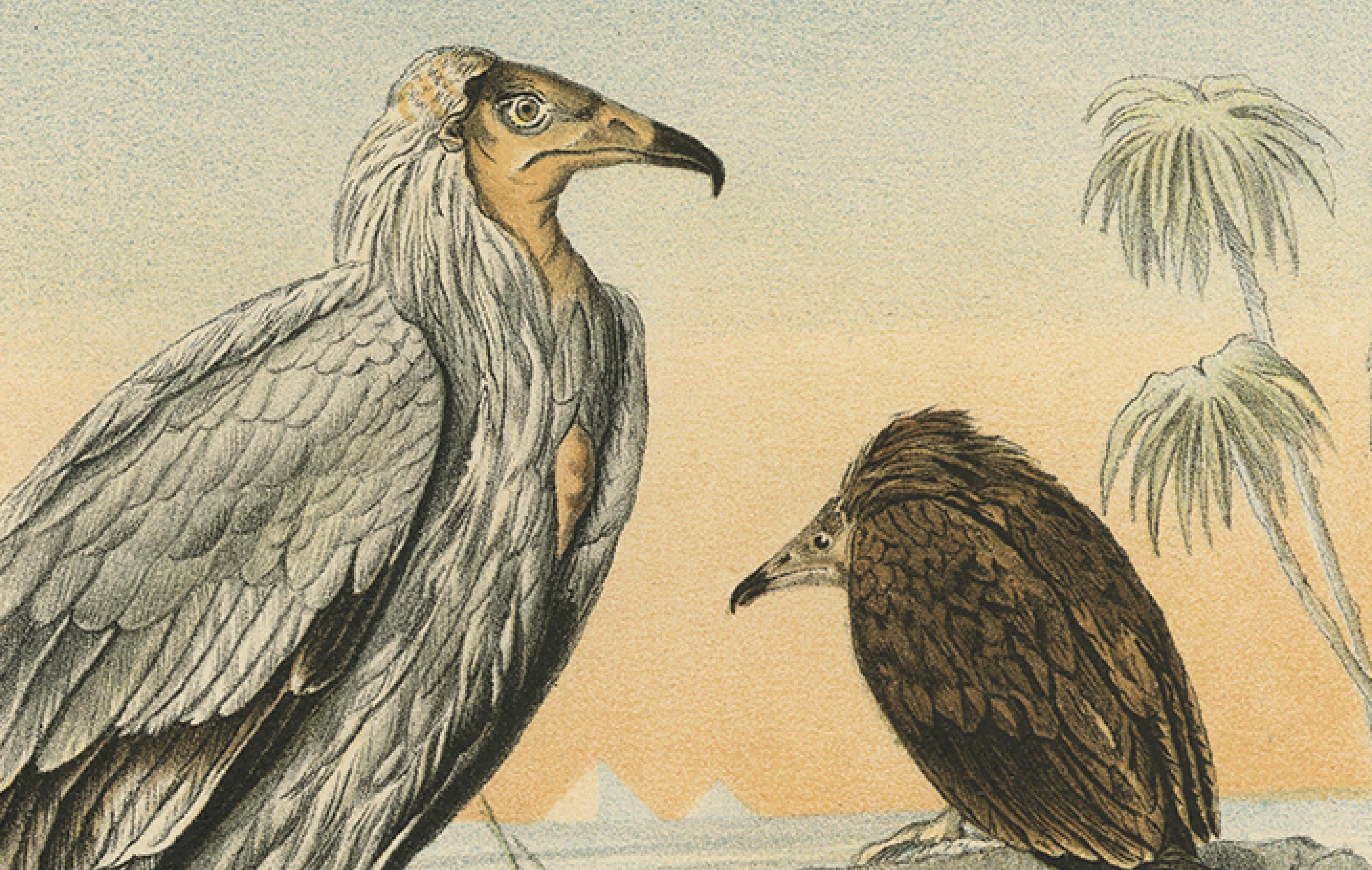 Allemand Vautours égyptiens - Gravure ancienne d'oiseau, illustration ornithologique, 19ème siècle en vente