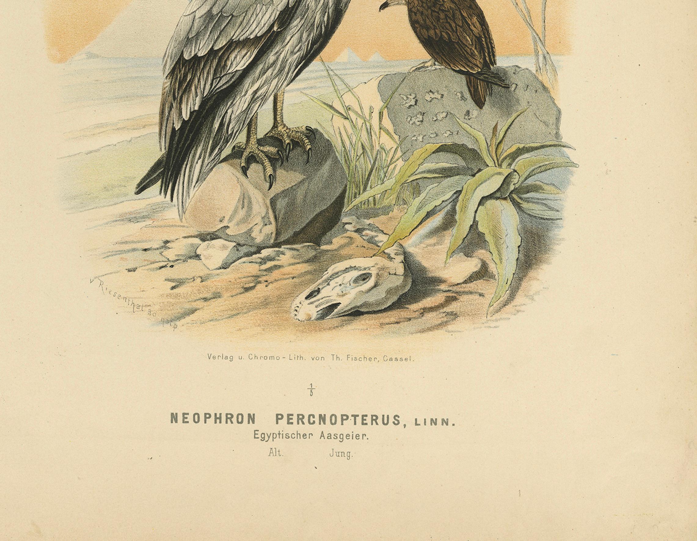Vautours égyptiens - Gravure ancienne d'oiseau, illustration ornithologique, 19ème siècle Bon état - En vente à Langweer, NL