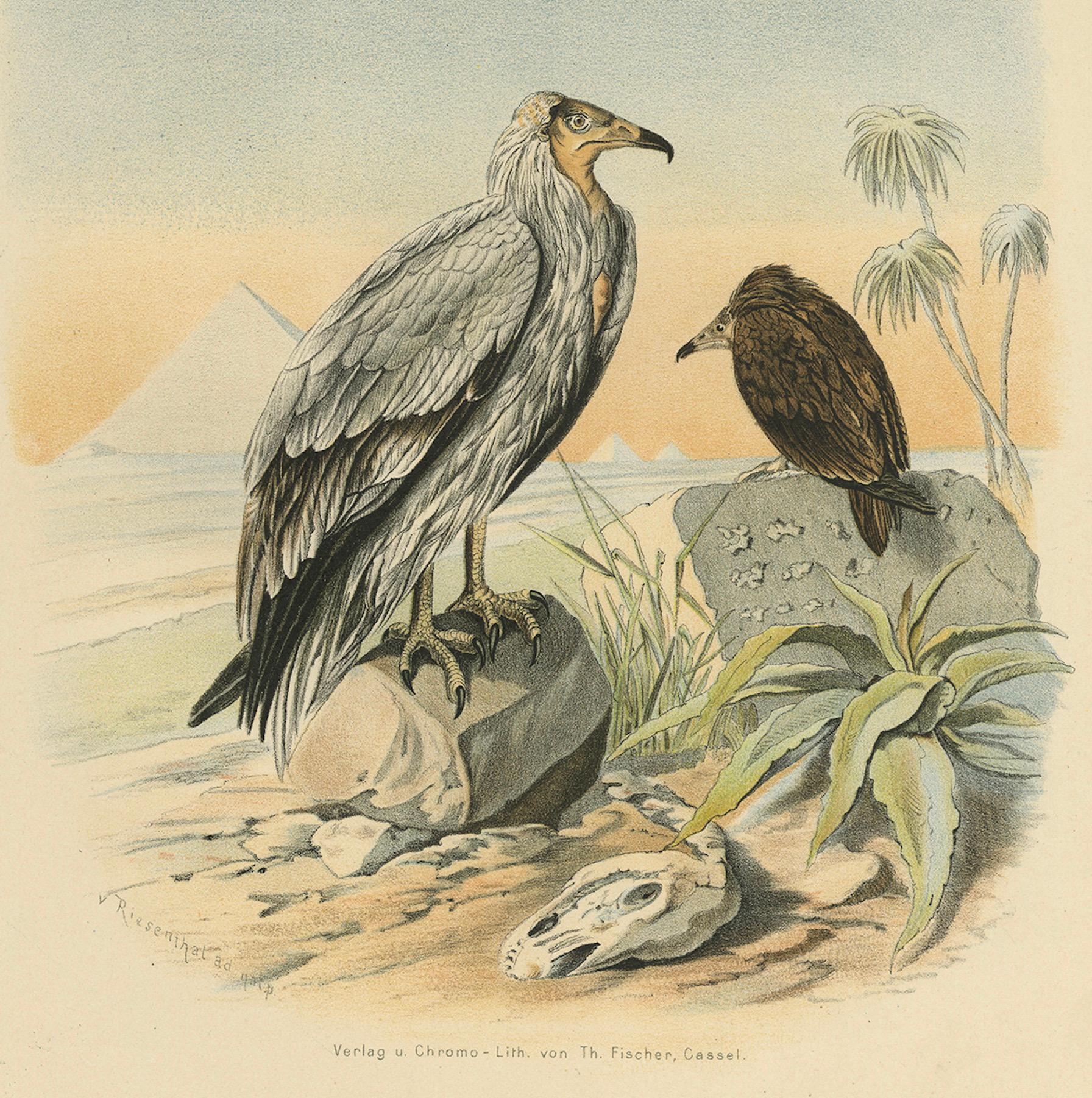 XIXe siècle Vautours égyptiens - Gravure ancienne d'oiseau, illustration ornithologique, 19ème siècle en vente