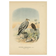 Avvoltoi egiziani - Stampa antica di uccelli, illustrazione ornitologica, 19° secolo