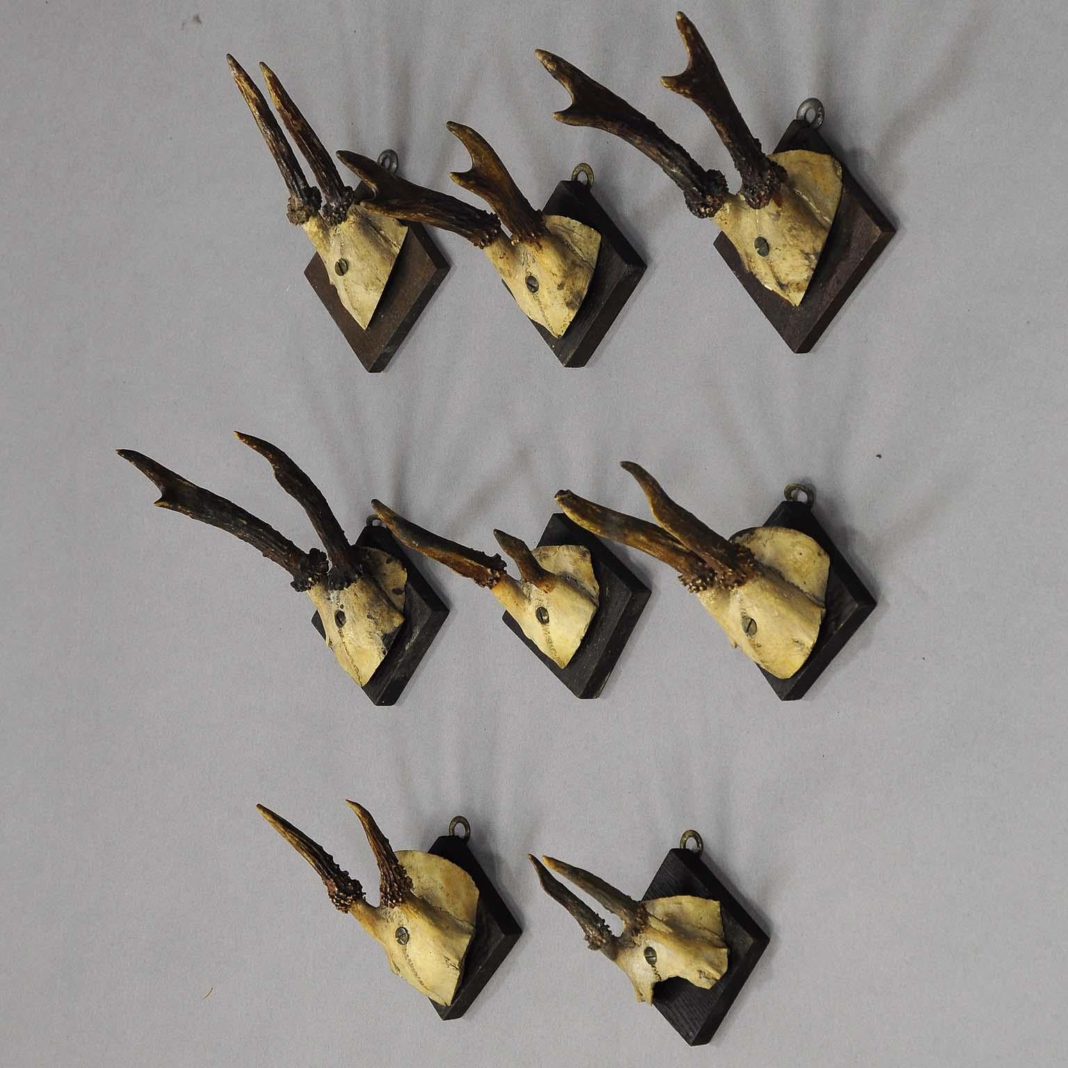 A set of eight antique Black Forest deer trophies from the one year old deer. Mounted on square cutted and stained wooden plaques. Bavaria, circa 1900.

Measures: Length 2.95