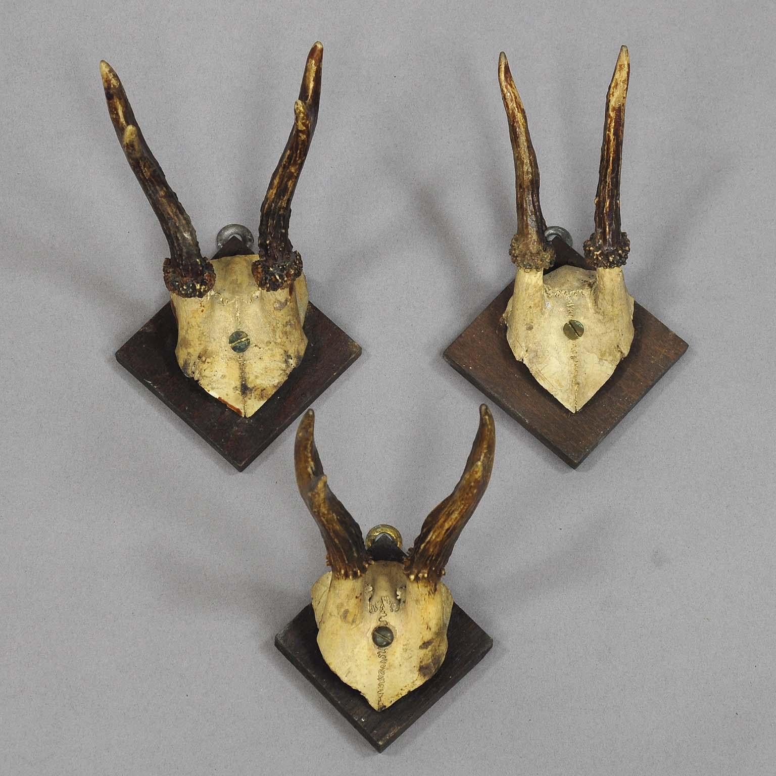Eight Antique Black Forest Deer Trophies, circa 1900 In Good Condition In Berghuelen, DE