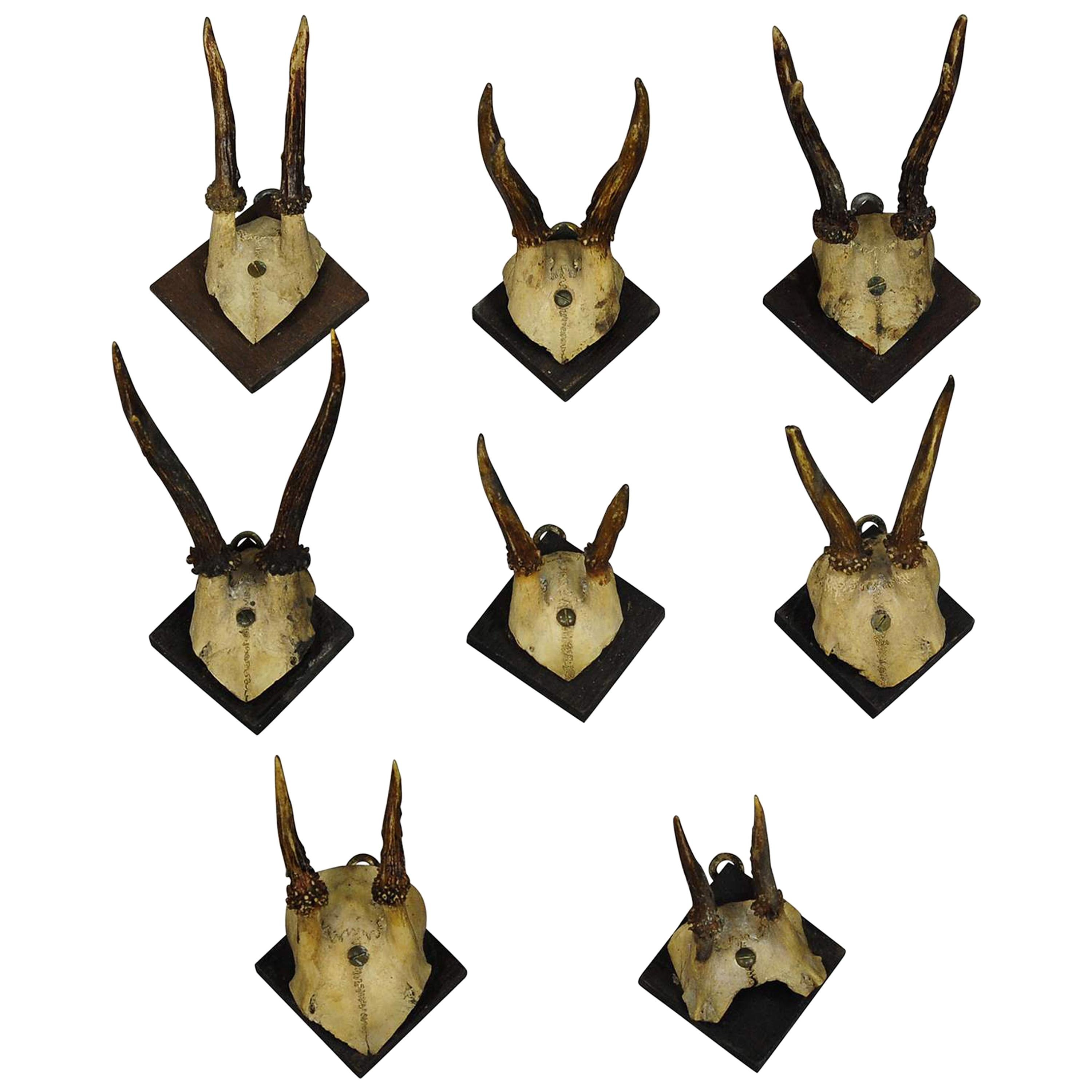 Eight Antique Black Forest Deer Trophies, circa 1900
