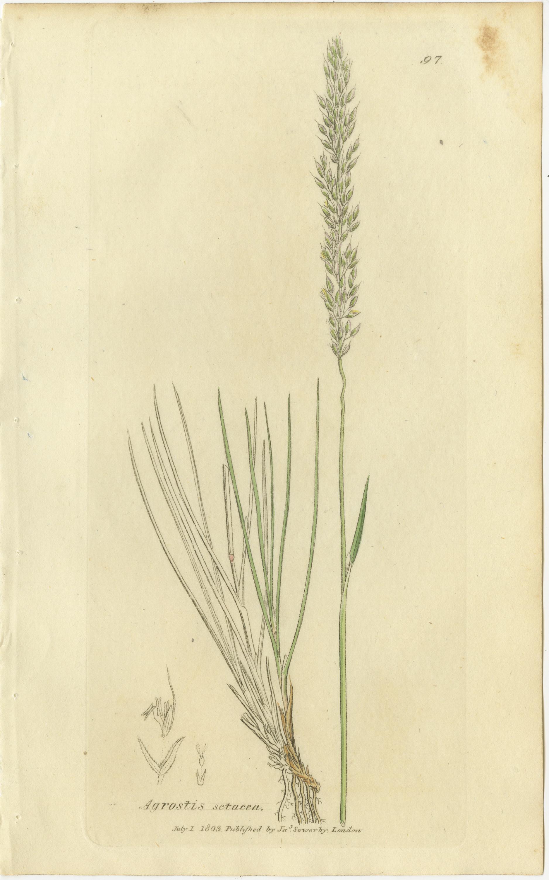 Conjunto de 8 grabados botánicos antiguos de hierbas Agrostis, Panicum y Setaria, c.1830

Este refinado conjunto de ocho grabados botánicos antiguos presenta un elegante estudio de las hierbas británicas de principios del siglo XIX, grabadas y