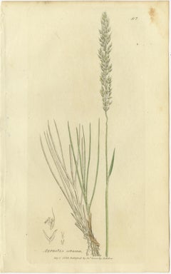 Eight Antique Botanical Engravings of Agrostis, Panicum & Setaria Grasses, 1830