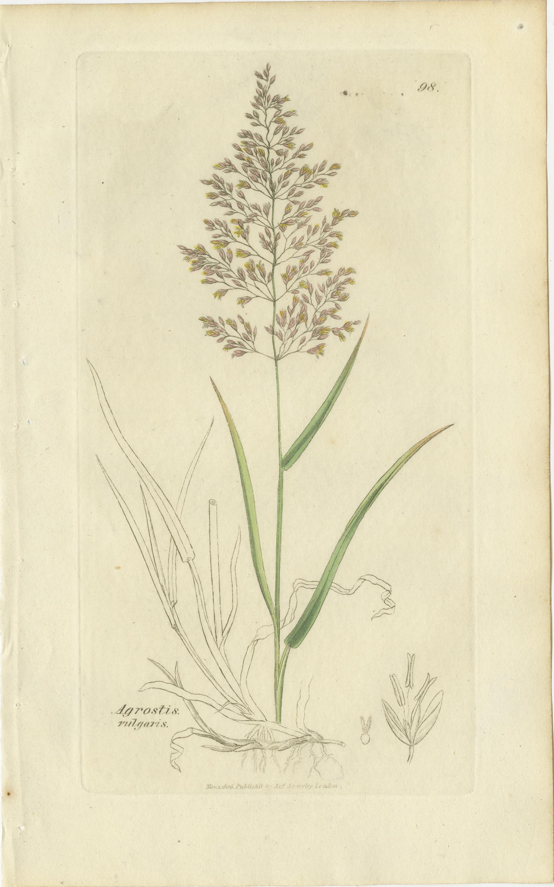 Ocho grabados botánicos antiguos de hierbas Agrostis, Panicum y Setaria, 1830 Británico en venta
