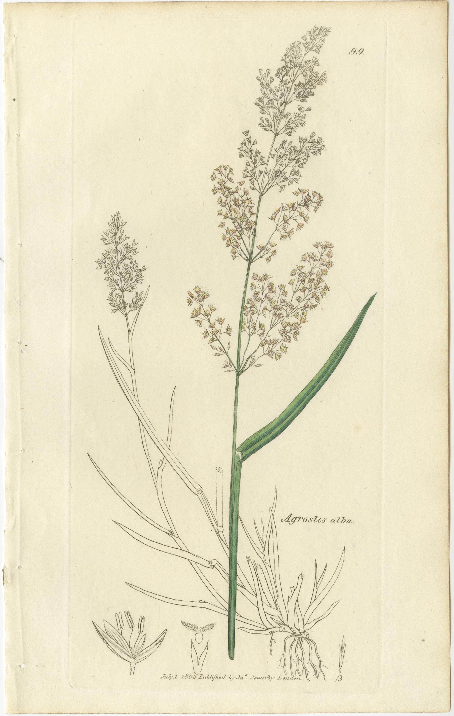 Ocho grabados botánicos antiguos de hierbas Agrostis, Panicum y Setaria, 1830 Grabado en venta