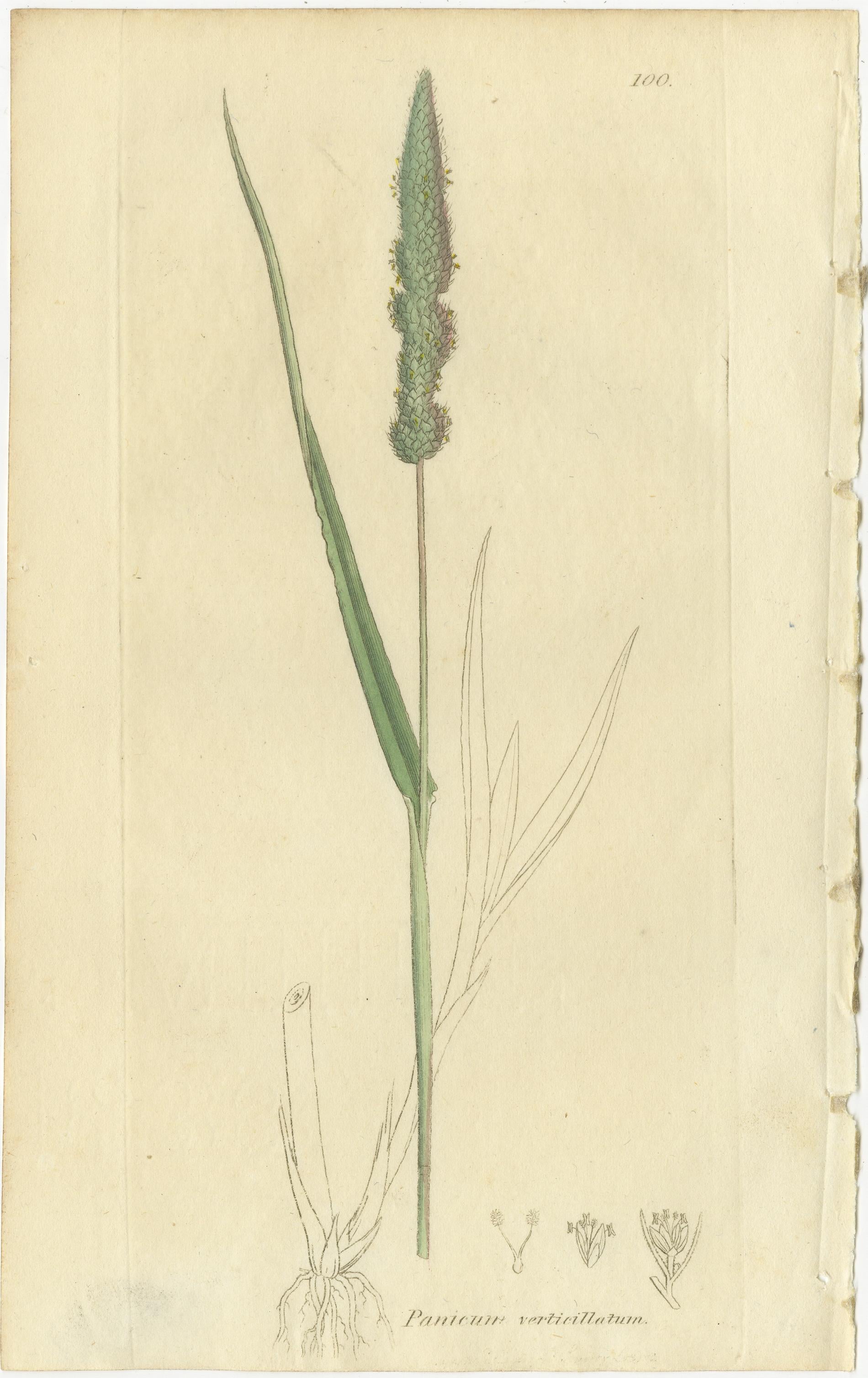 Ocho grabados botánicos antiguos de hierbas Agrostis, Panicum y Setaria, 1830 en Bueno estado para la venta en Langweer, NL