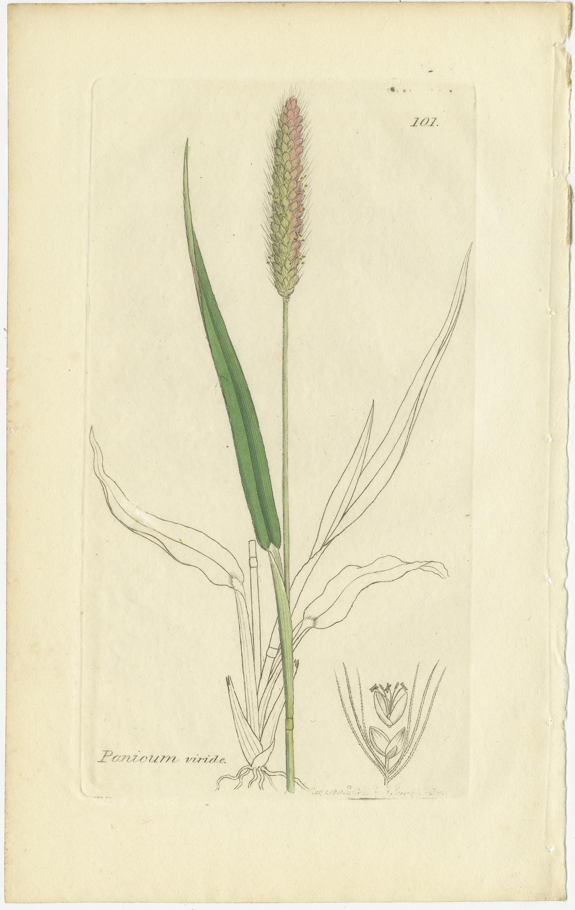 Ocho grabados botánicos antiguos de hierbas Agrostis, Panicum y Setaria, 1830 Mediados del siglo XIX en venta
