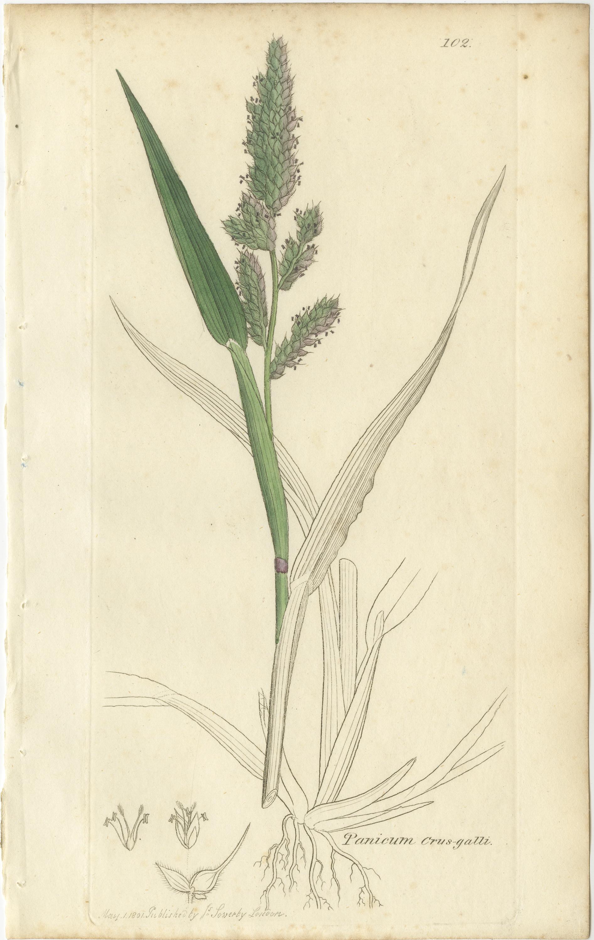 Ocho grabados botánicos antiguos de hierbas Agrostis, Panicum y Setaria, 1830 Papel en venta