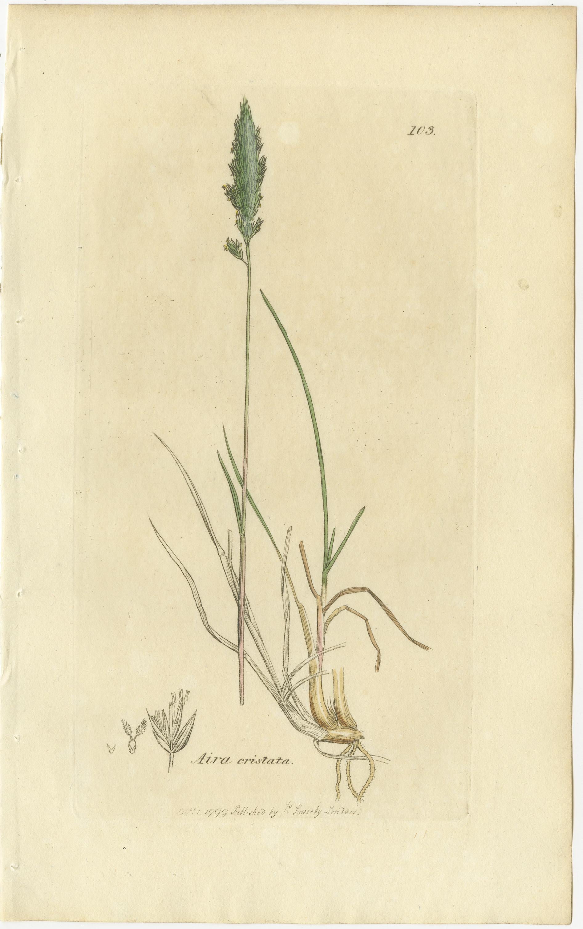 Ocho grabados botánicos antiguos de hierbas Agrostis, Panicum y Setaria, 1830 en venta 1