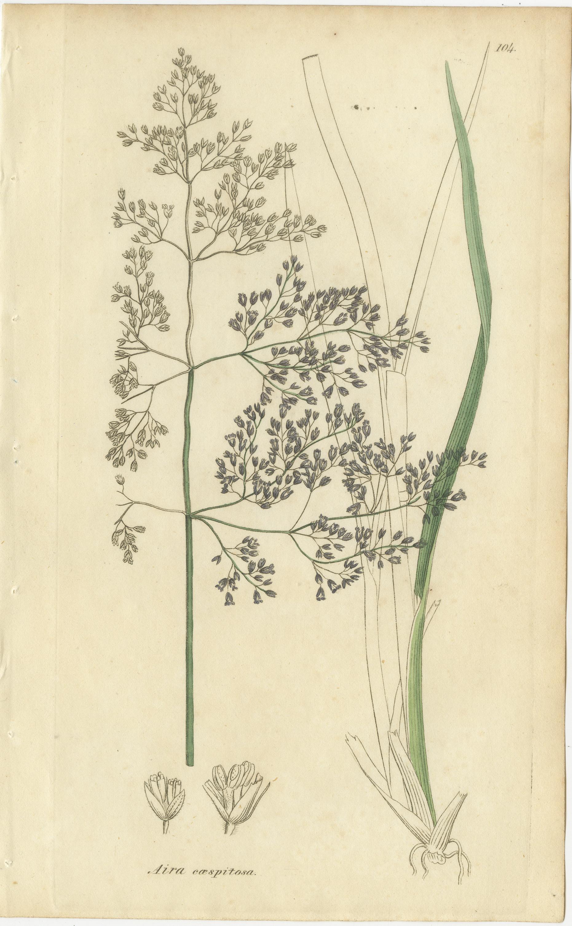 Ocho grabados botánicos antiguos de hierbas Agrostis, Panicum y Setaria, 1830 en venta 2