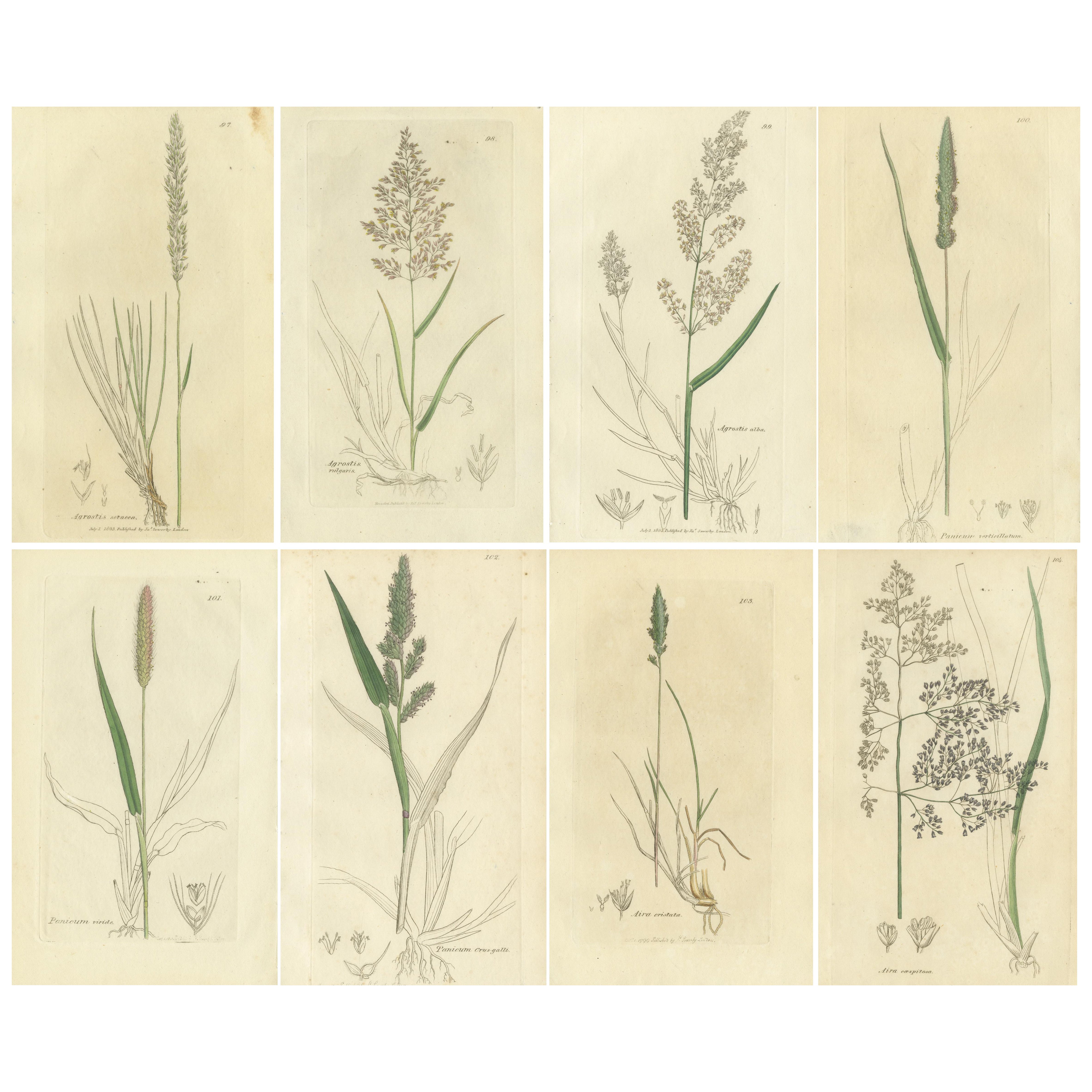 Huit gravures botaniques anciennes de graminées Agrostis, Panicum et Setaria, 1830