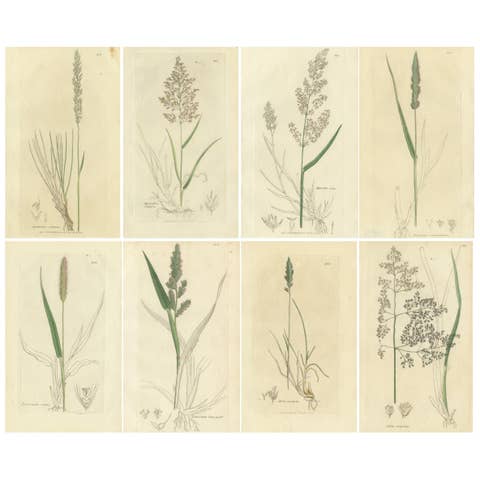 Eight Antique Botanical Engravings of Agrostis, Panicum & Setaria Grasses, 1830