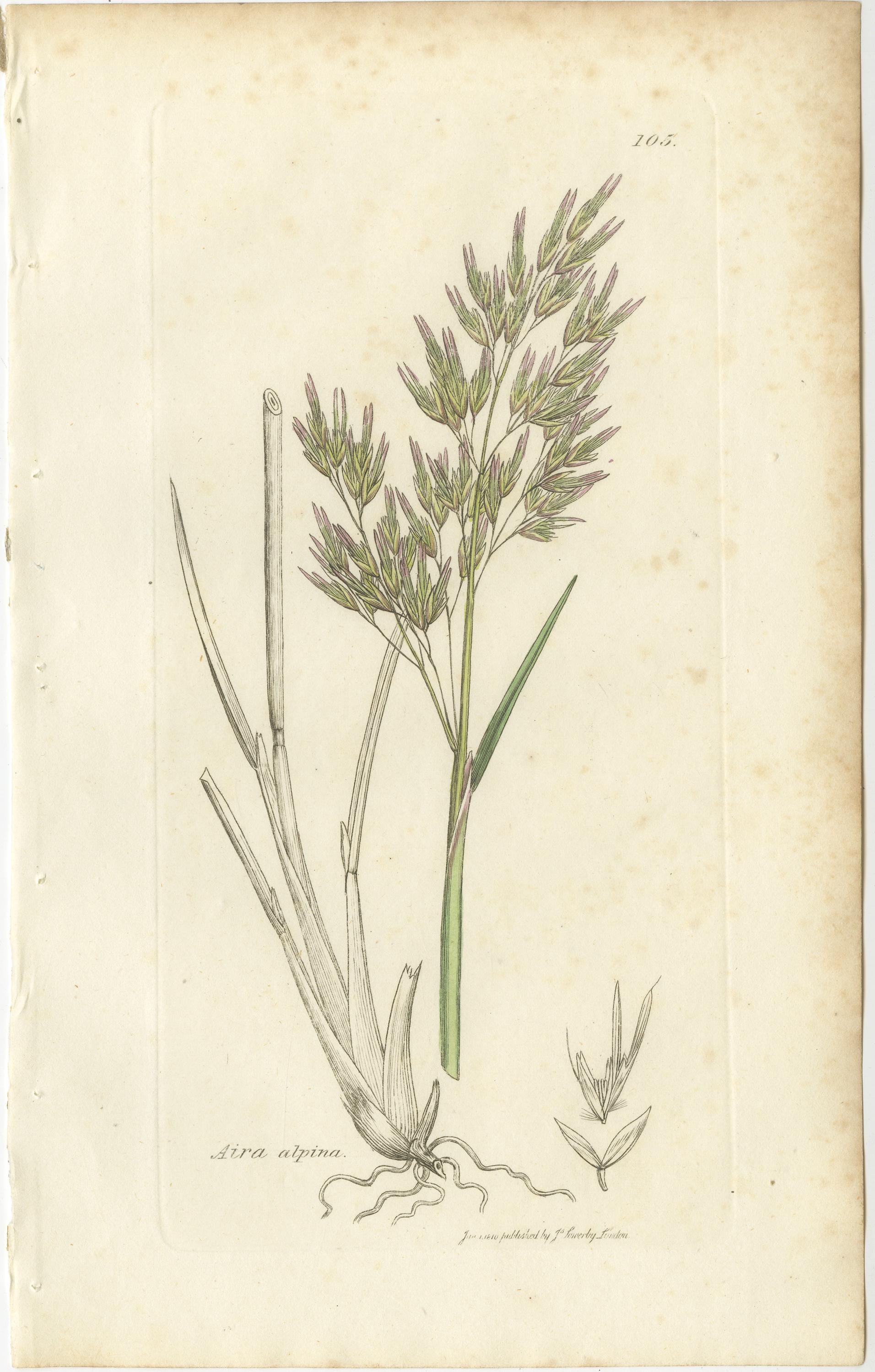 Conjunto de 8 Grabados Botánicos Antiguos de Hierbas de los Prados Aira, Avena y Holcus, c.1830

Este elegante conjunto de ocho grabados botánicos antiguos presenta una selección bellamente cohesionada de finas hierbas de pradera, grabadas y