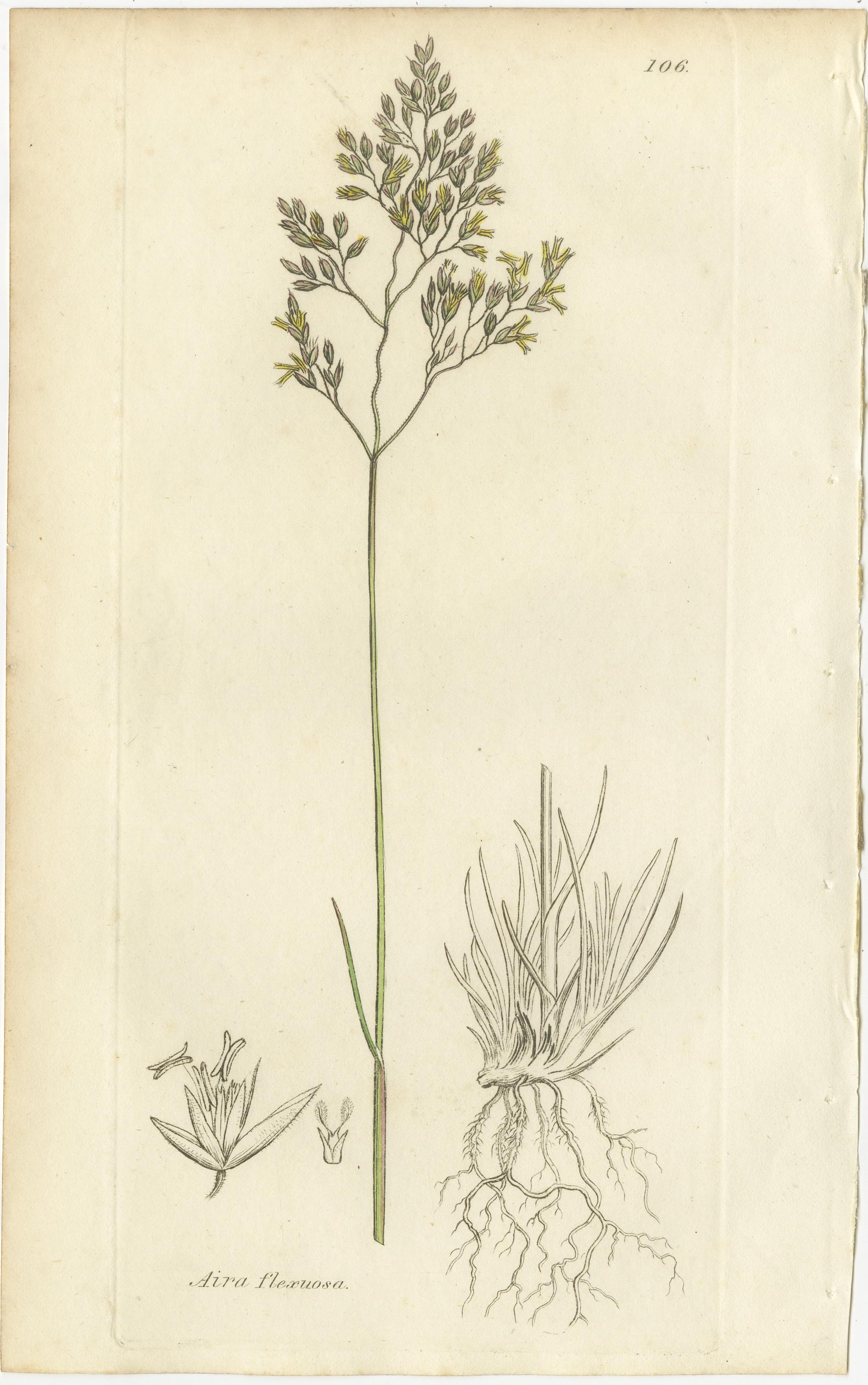 Ocho grabados botánicos antiguos de praderas de Aira, Avena y Holcus, 1830 Británico en venta