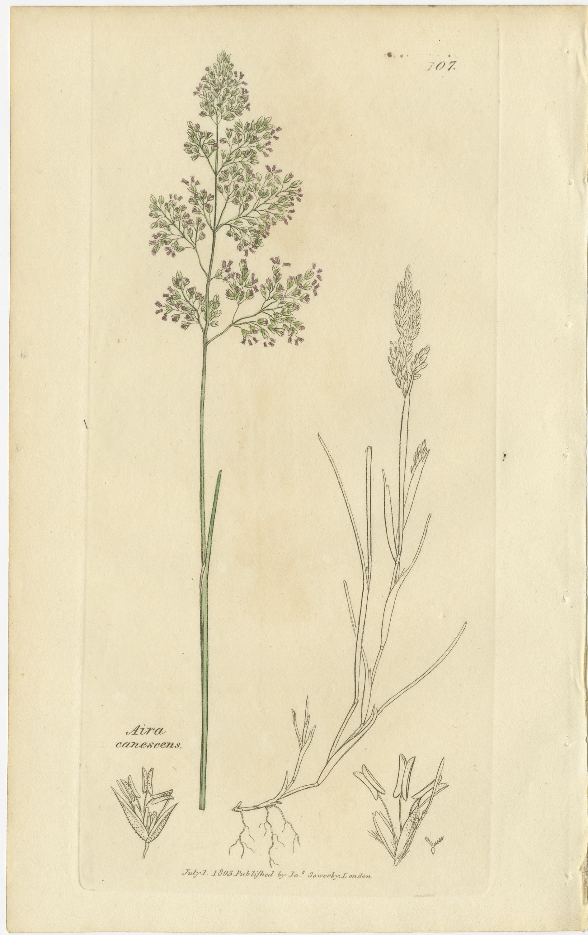 Ocho grabados botánicos antiguos de praderas de Aira, Avena y Holcus, 1830 Grabado en venta