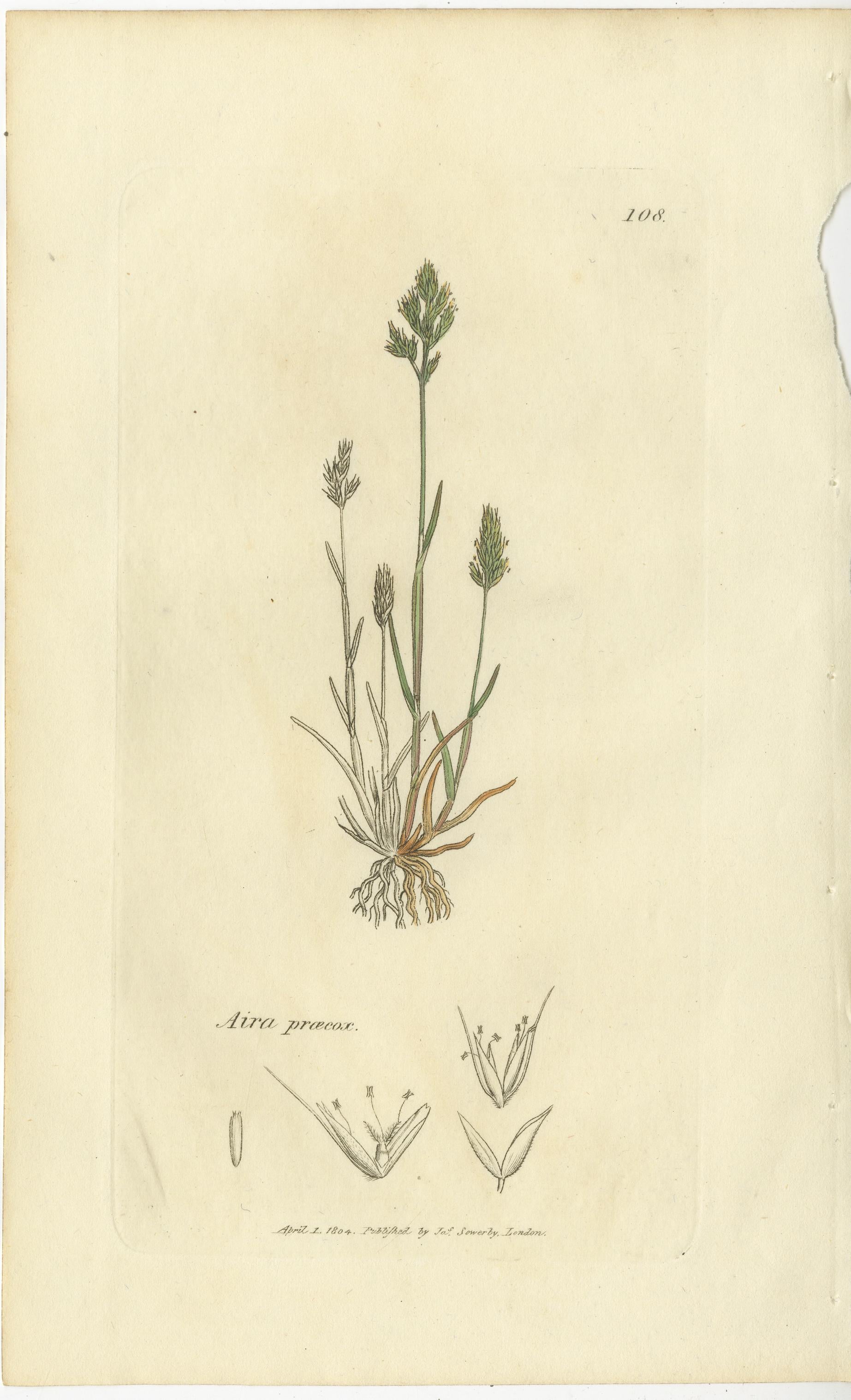 Ocho grabados botánicos antiguos de praderas de Aira, Avena y Holcus, 1830 en Bueno estado para la venta en Langweer, NL