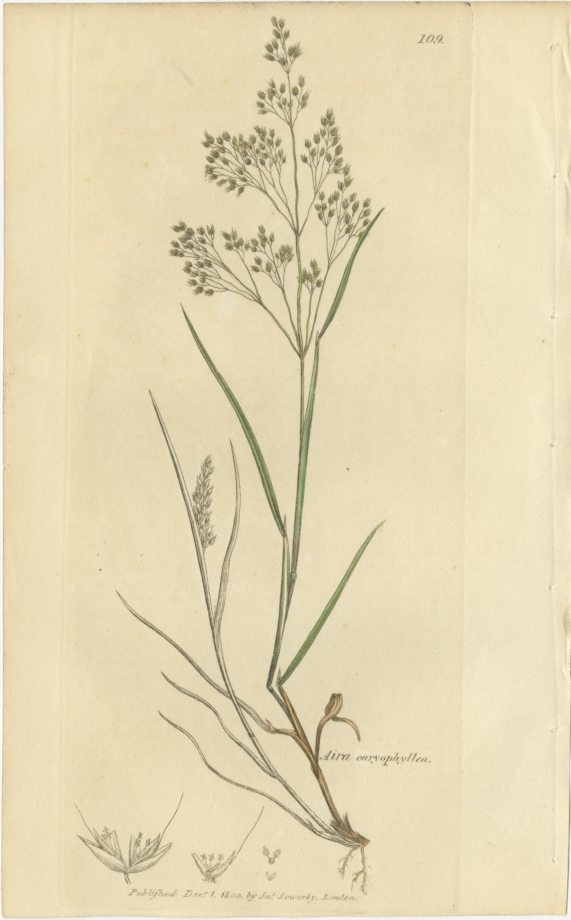 Ocho grabados botánicos antiguos de praderas de Aira, Avena y Holcus, 1830 Mediados del siglo XIX en venta