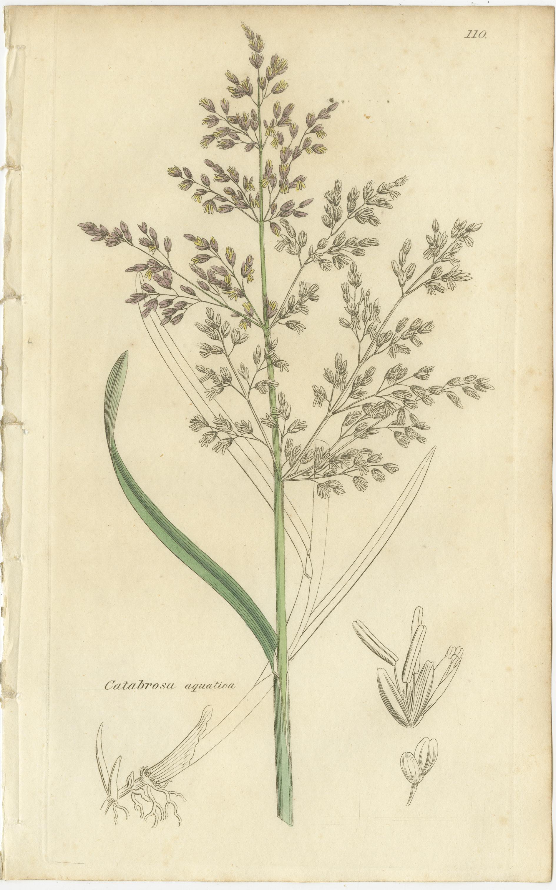 Ocho grabados botánicos antiguos de praderas de Aira, Avena y Holcus, 1830 Papel en venta