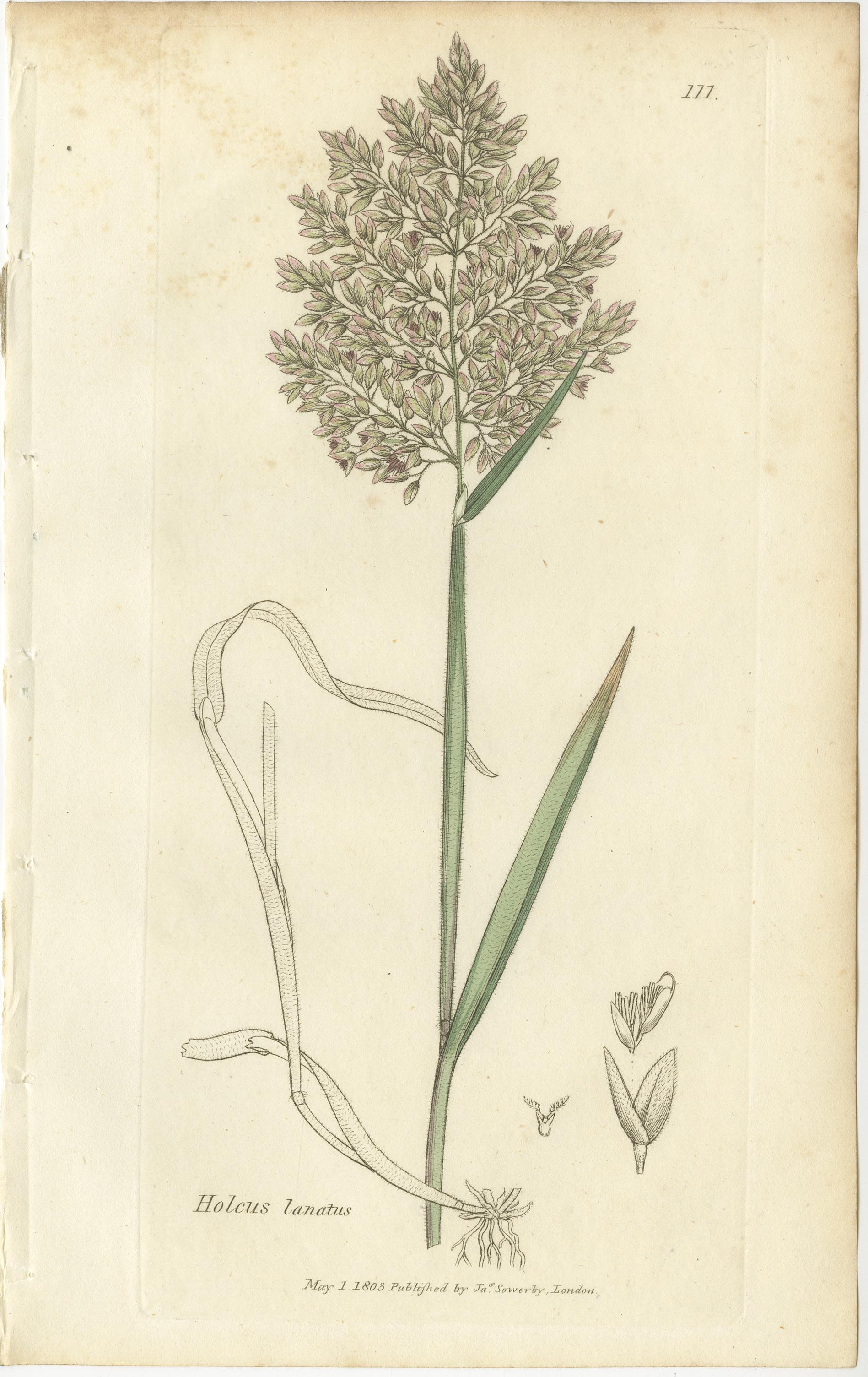 Ocho grabados botánicos antiguos de praderas de Aira, Avena y Holcus, 1830 en venta 1