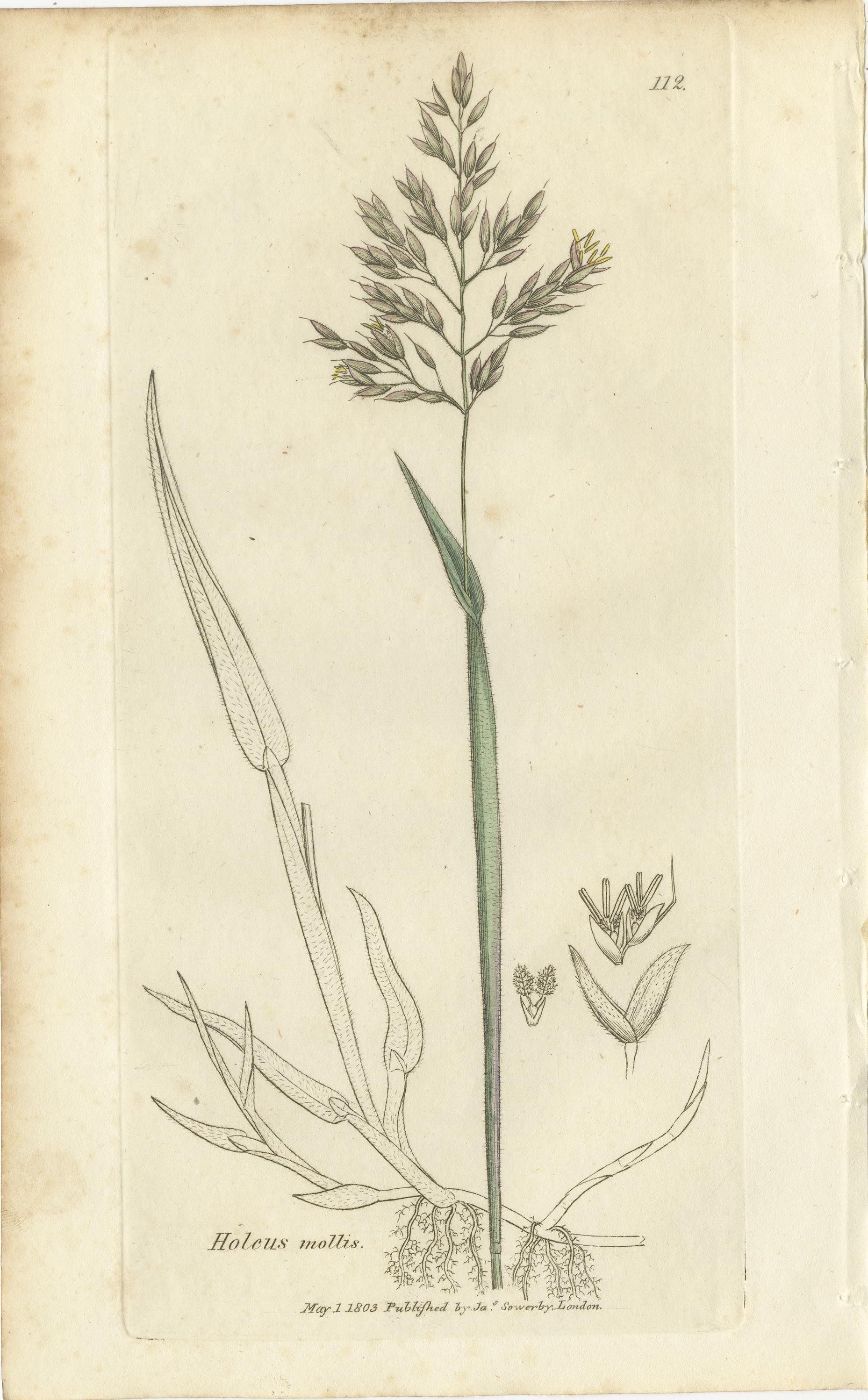 Ocho grabados botánicos antiguos de praderas de Aira, Avena y Holcus, 1830 en venta 2