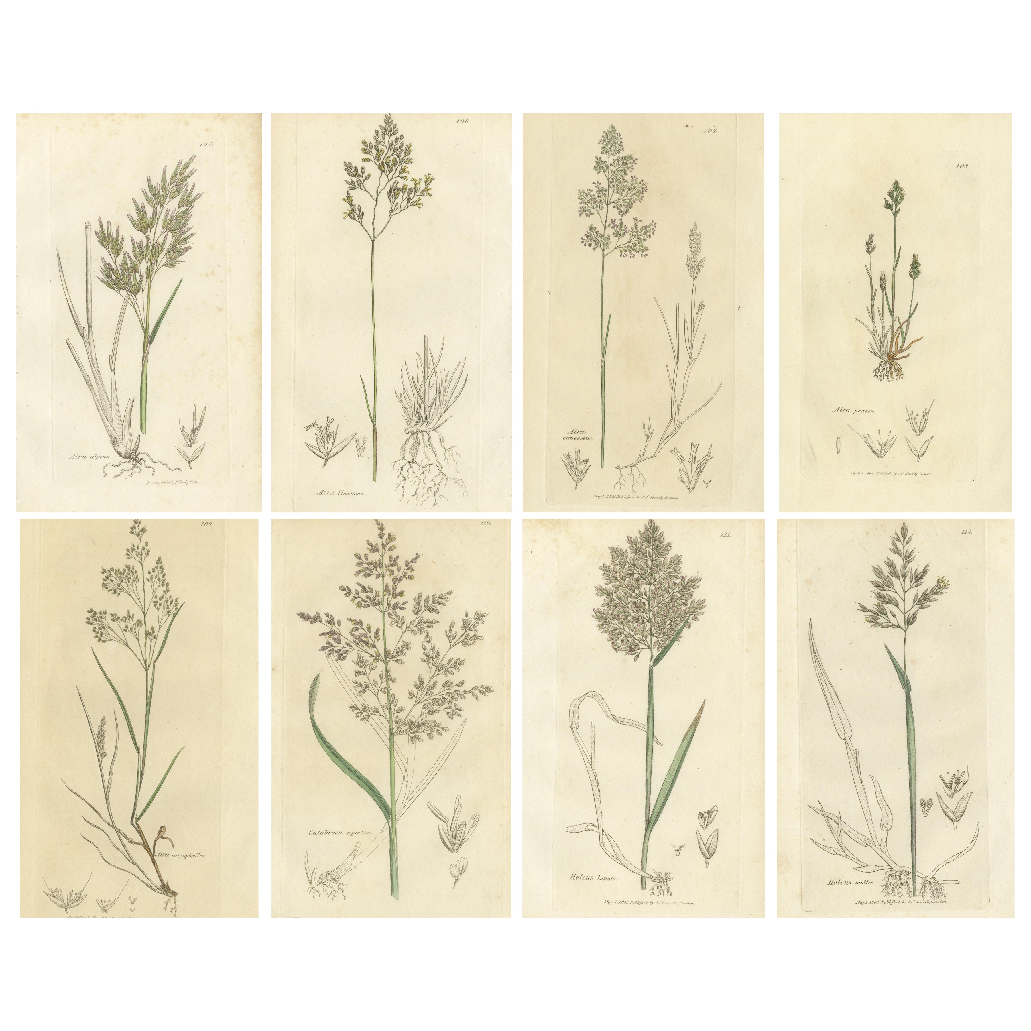 Huit gravures botaniques anciennes d
herbes de prairie Aira, Avena et Holcus, 1830