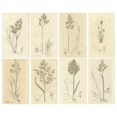 Eight Antique Botanical Engravings of Aira, Avena & Holcus Meadow Grasses, 1830