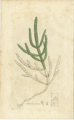 Eight Antique Botanical Plates: Glasswort, Horsetail, Privet & More, c.1830