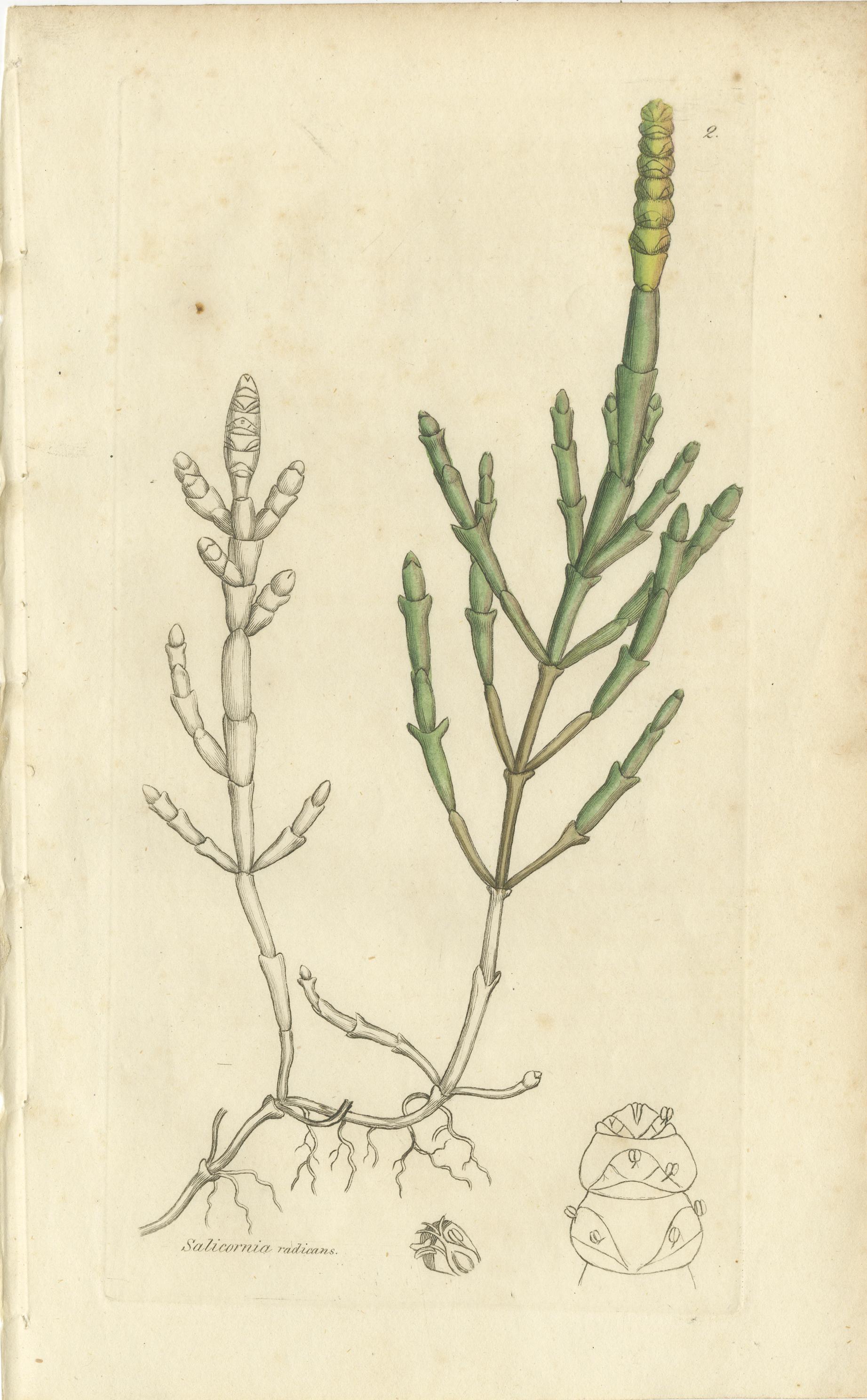British Eight Antique Botanical Plates: Glasswort, Horsetail, Privet & More, c.1830 For Sale