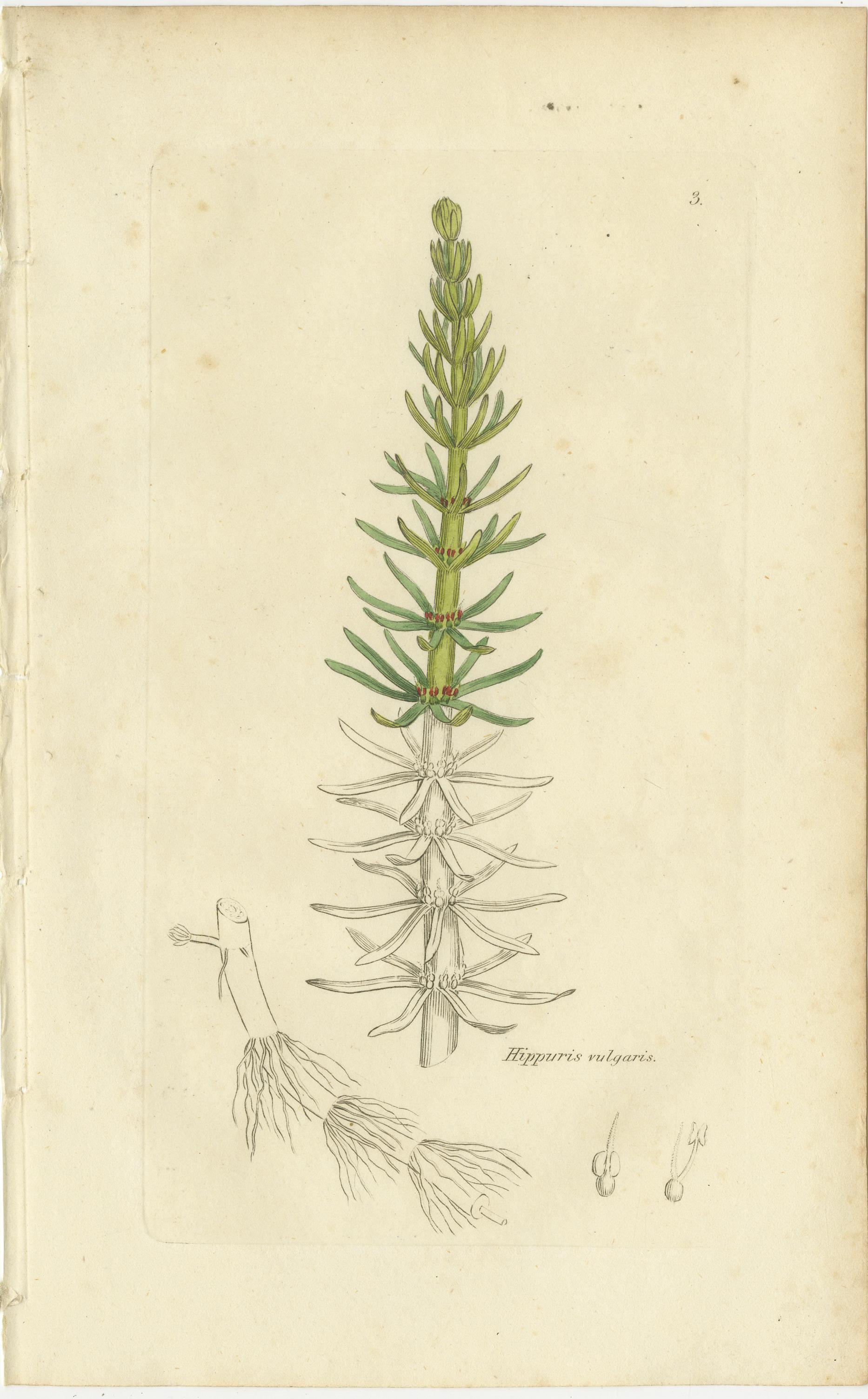 Engraved Eight Antique Botanical Plates: Glasswort, Horsetail, Privet & More, c.1830 For Sale