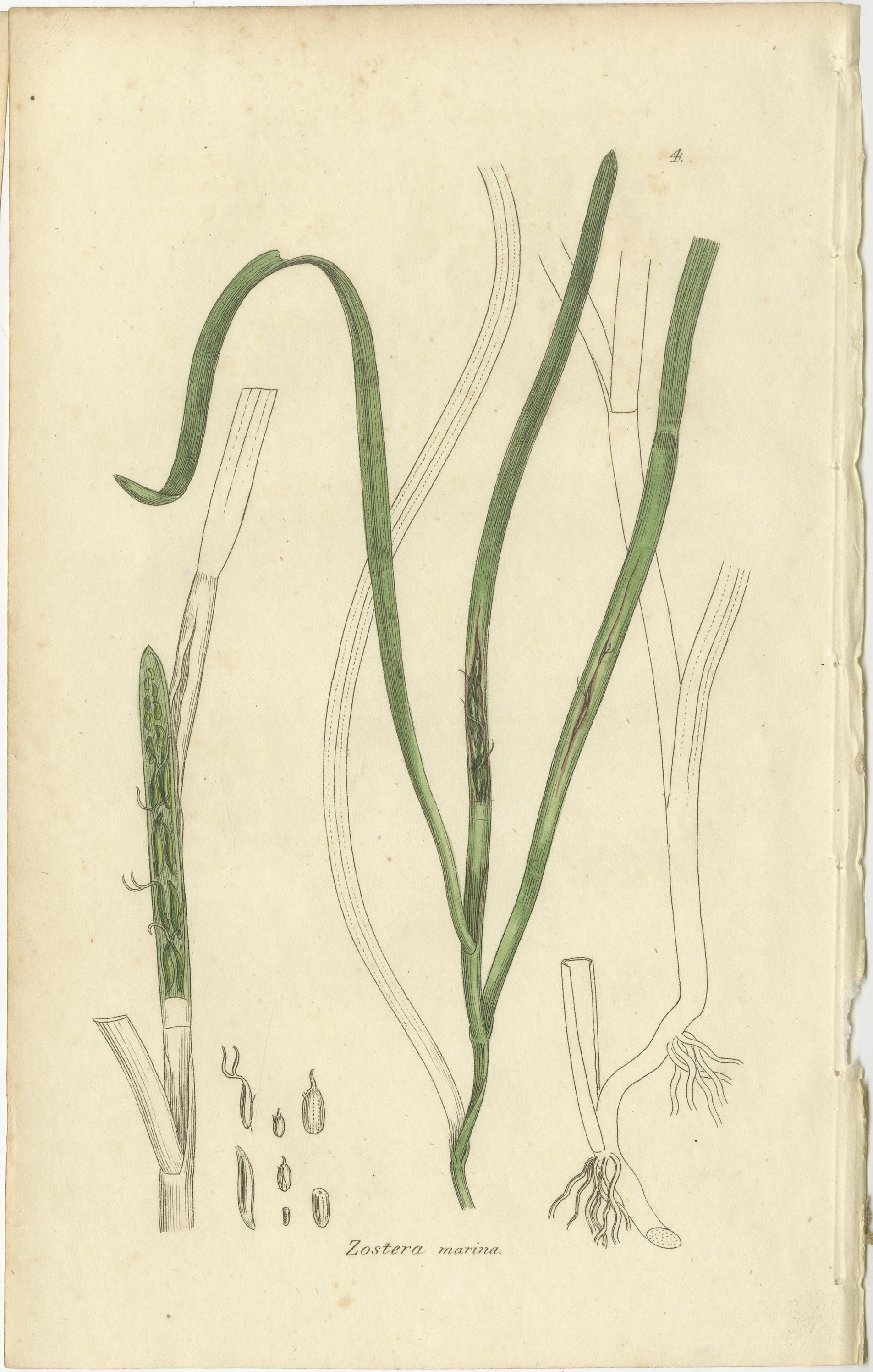 Eight Antique Botanical Plates: Glasswort, Horsetail, Privet & More, c.1830 In Good Condition For Sale In Langweer, NL