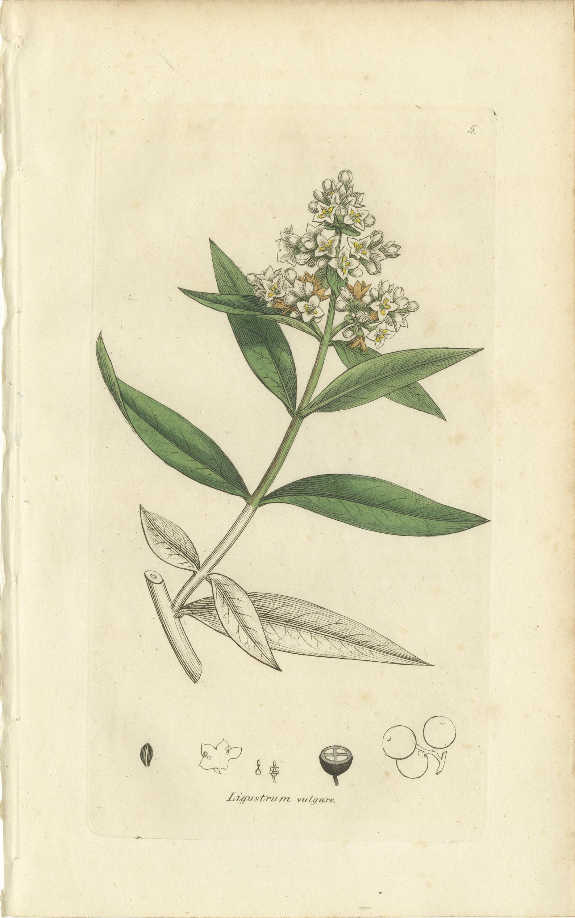 Mid-19th Century Eight Antique Botanical Plates: Glasswort, Horsetail, Privet & More, c.1830 For Sale