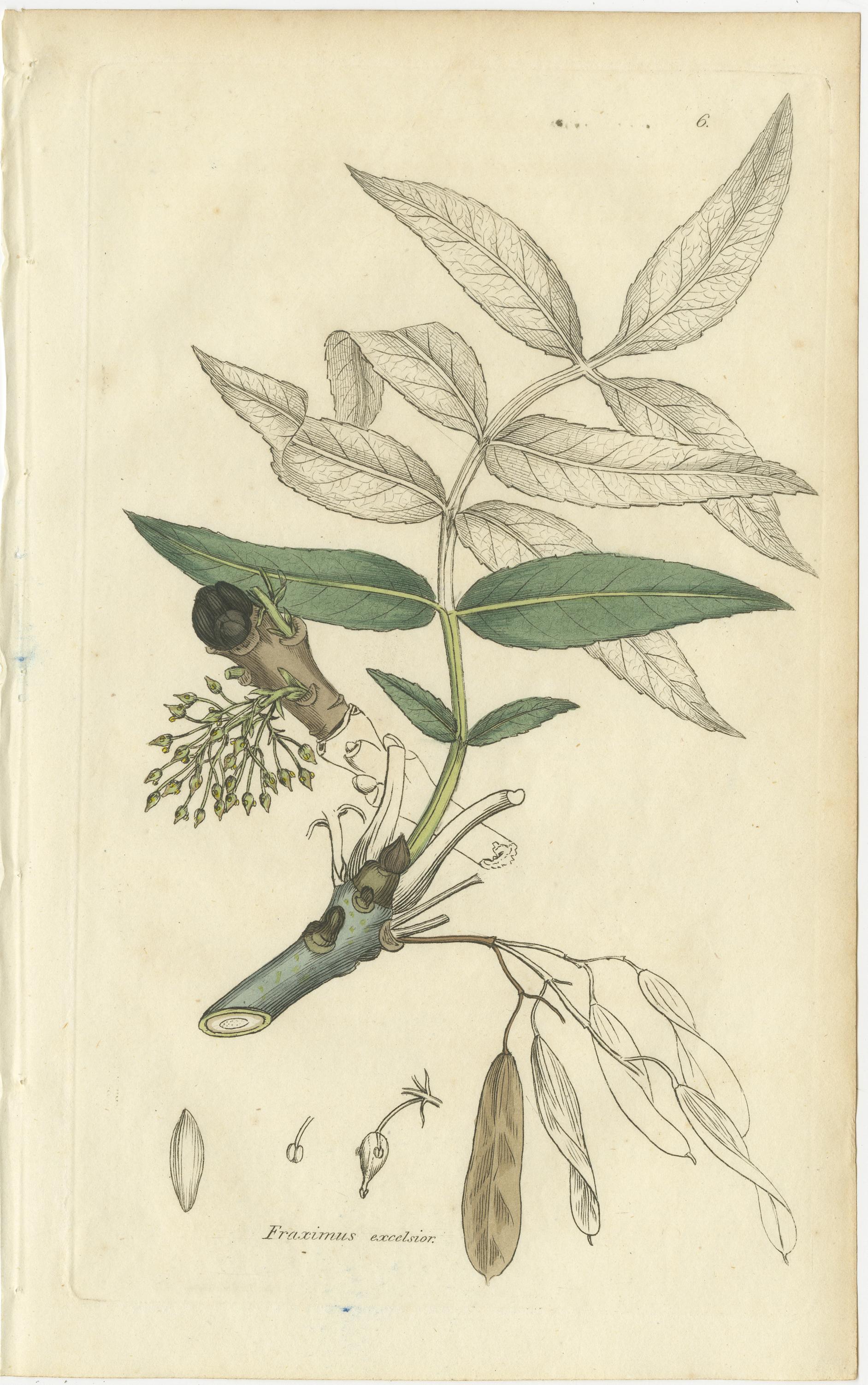 Paper Eight Antique Botanical Plates: Glasswort, Horsetail, Privet & More, c.1830 For Sale