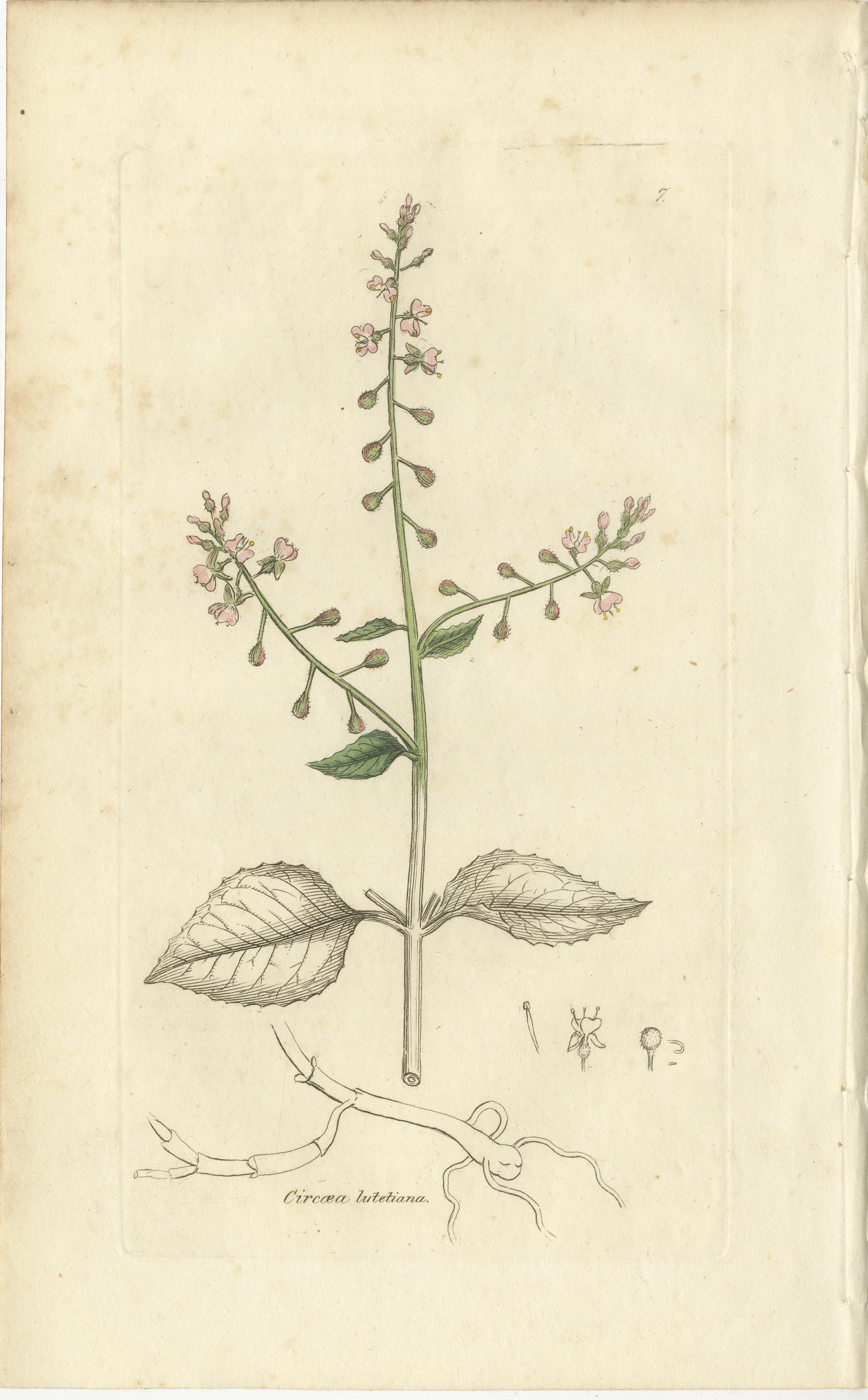 Eight Antique Botanical Plates: Glasswort, Horsetail, Privet & More, c.1830 For Sale 1