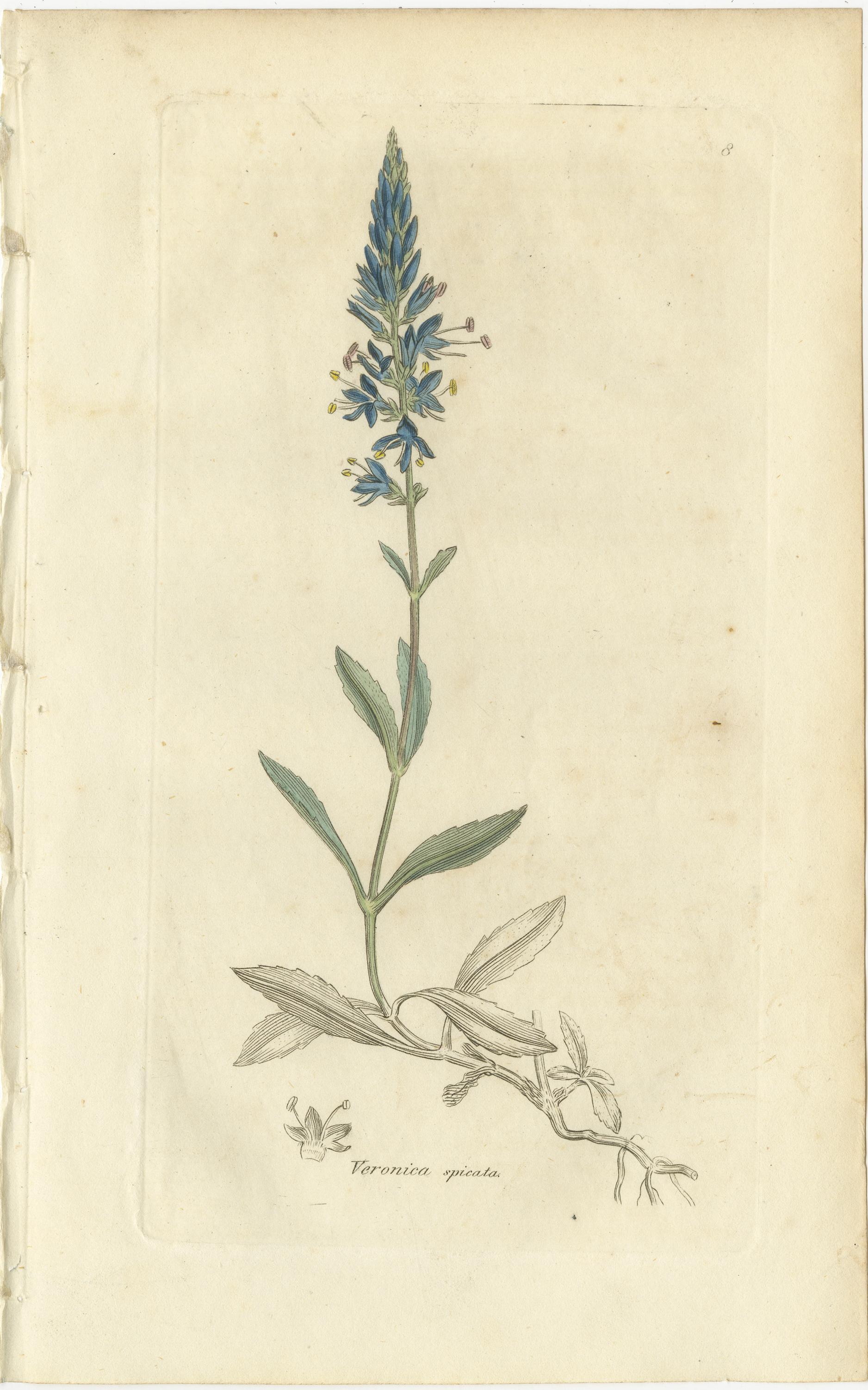 Eight Antique Botanical Plates: Glasswort, Horsetail, Privet & More, c.1830 For Sale 2