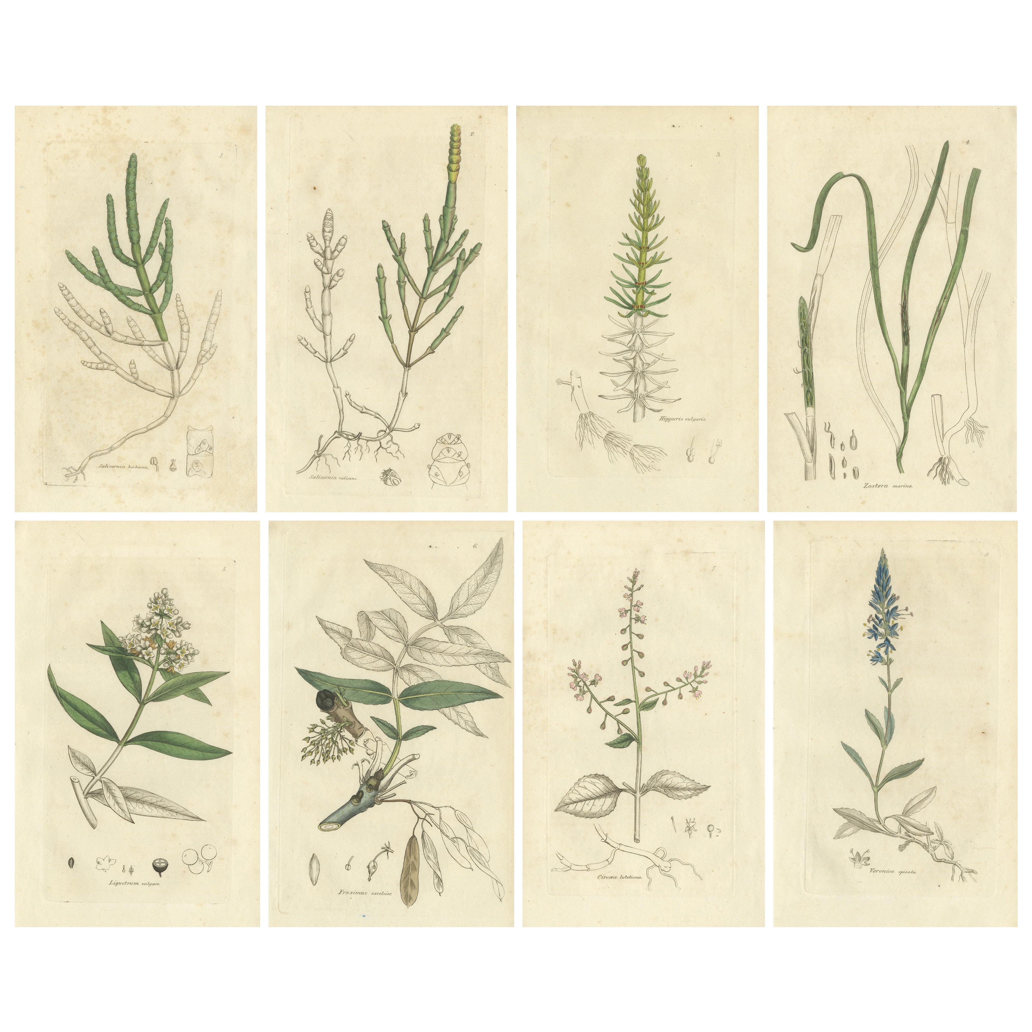 Eight Antique Botanical Plates: Glasswort, Horsetail, Privet 
More, c.1830 For Sale