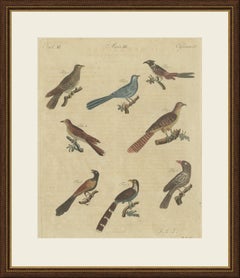 Acht Kuckucke aus aller Welt, antiker Bertuch-Druck, um 1805