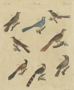 Acht Kuckucke aus aller Welt, antiker Bertuch-Druck, um 1805