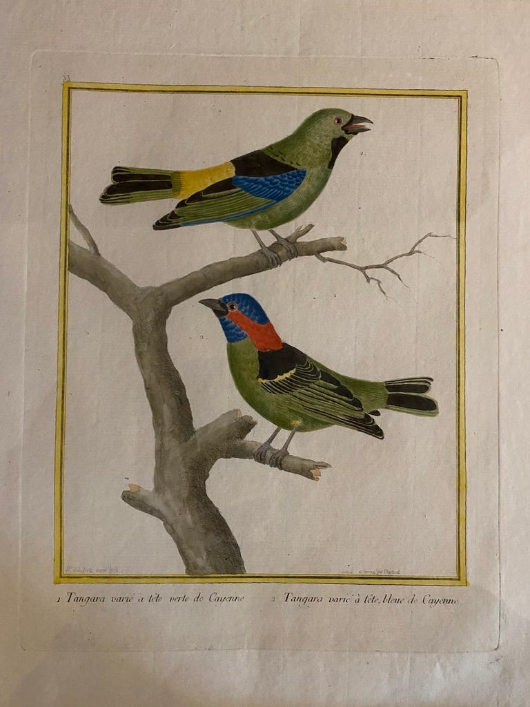 French Eight Framed Hand Colored Engravings of Birds by Martinet