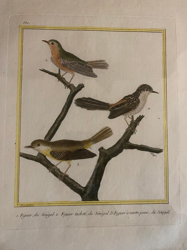 Eight Framed Hand Colored Engravings of Birds by Martinet In Good Condition In Essex, MA