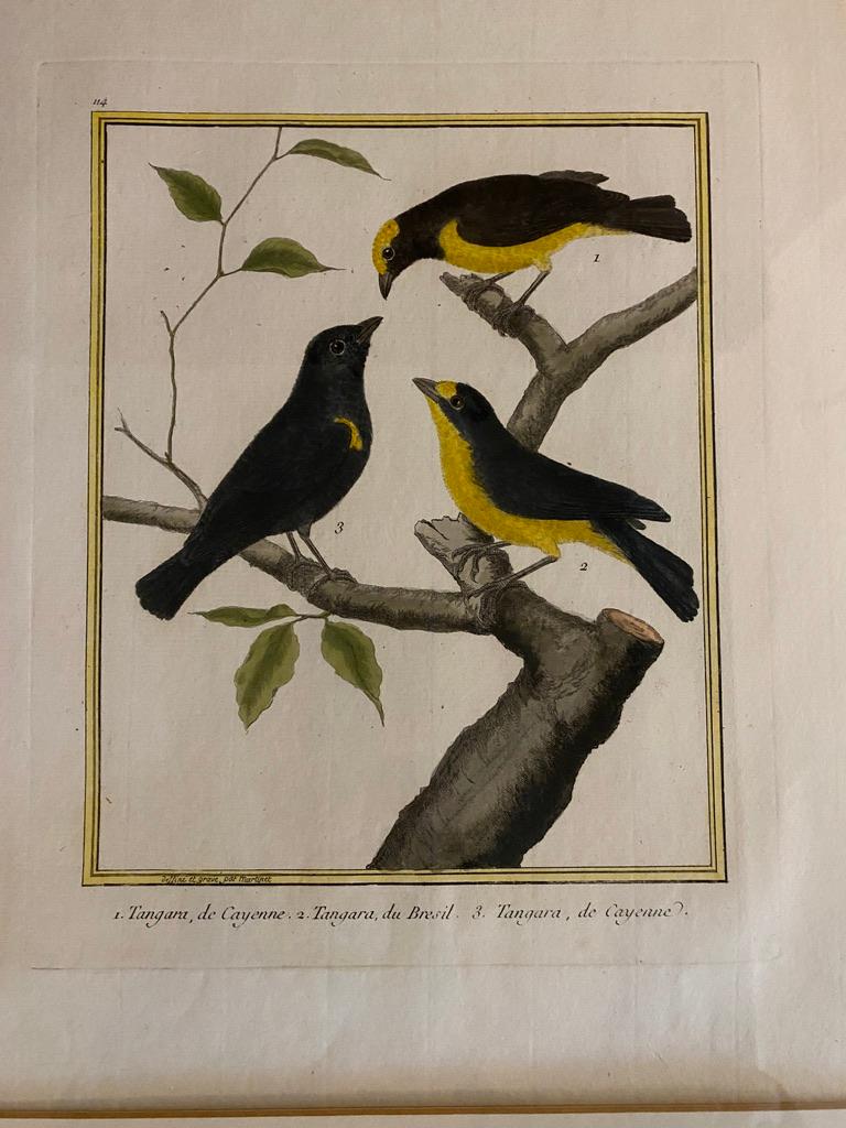 18th Century and Earlier Eight Framed Hand Colored Engravings of Birds by Martinet
