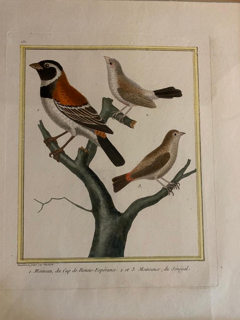 Eight Framed Hand Colored Engravings of Birds by Martinet 1