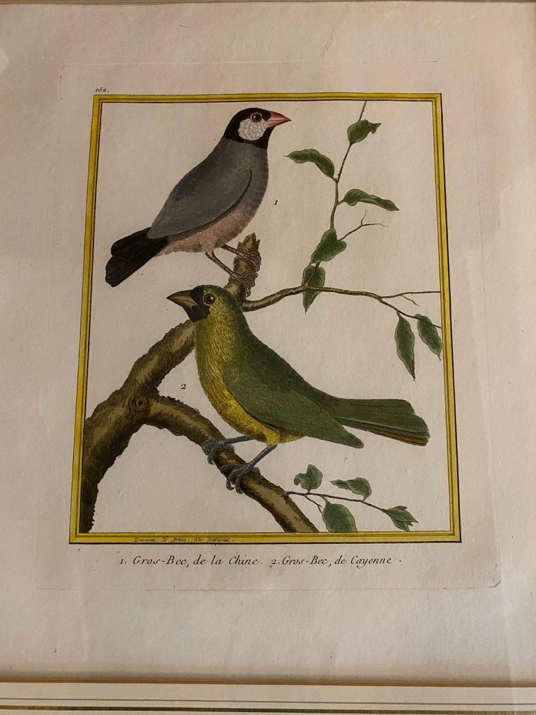 Eight Framed Hand Colored Engravings of Birds by Martinet 2