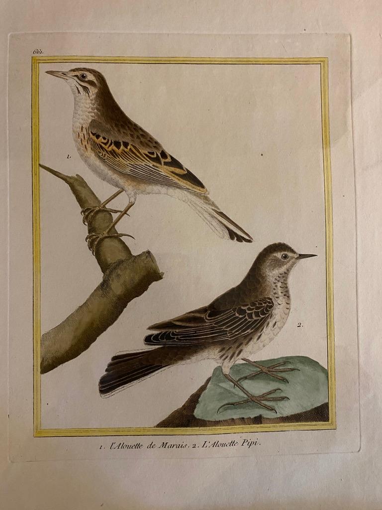 Eight Framed Hand Colored Engravings of Birds by Martinet 3